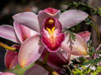 Cymbidium Orchidee in hellem pink